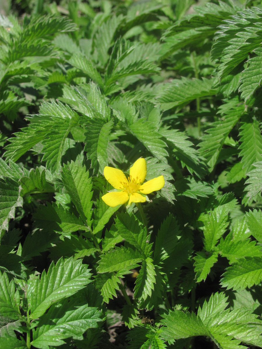 Image of Potentilla anserina specimen.