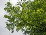 Metasequoia glyptostroboides