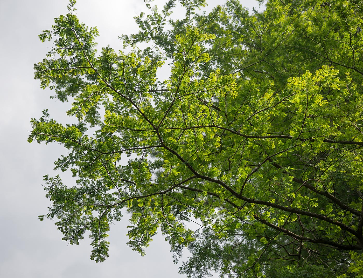 Image of Metasequoia glyptostroboides specimen.