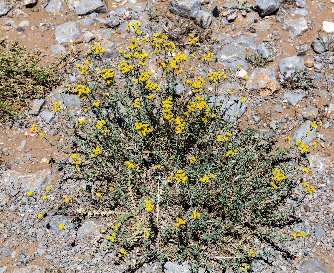 Изображение особи Achillea falcata.