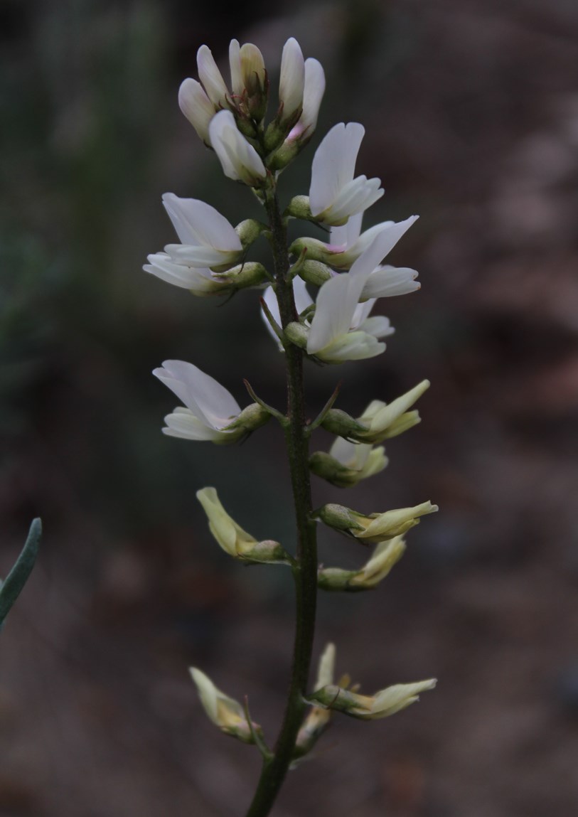 Image of Astragalus bifidus specimen.