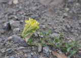 Scutellaria leptostegia. Верхушка цветущего растения. Республика Северная Осетия-Алания, окр. с. Верхний Ларс, основание скал левого борта долины р. Терек. 30.07.2018.