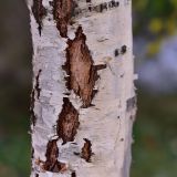 Betula pendula форма dalecarlica