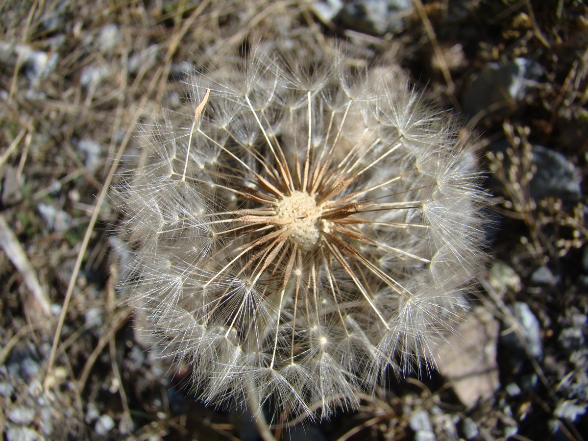 Image of Taraxacum turcomanicum specimen.