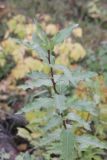 Populus laurifolia