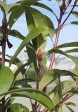 Photinia serratifolia. Верхушка побега с генеративной почкой. Краснодарский край, м/о город-курорт Сочи, Адлерский р-н, Природный орнитологический парк в Имеретинской низменности, кластер №7, в культуре. 30.10.2018.