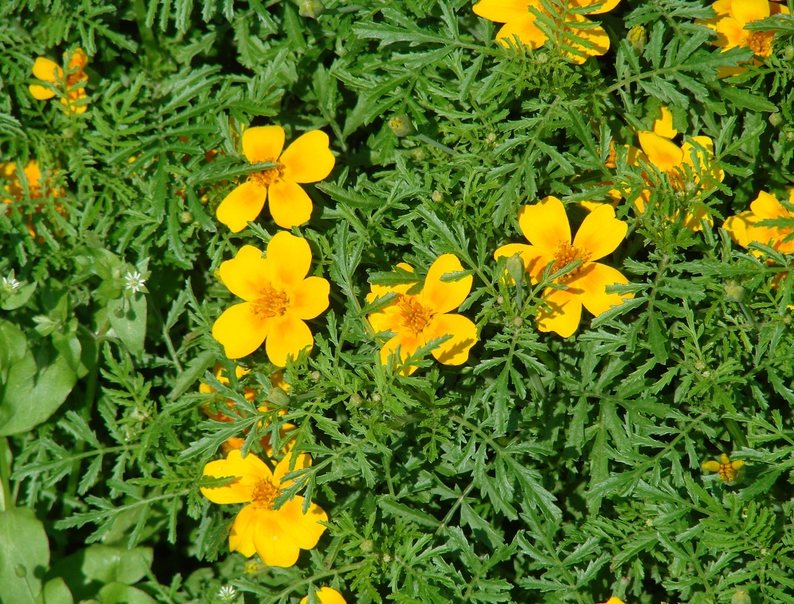 Изображение особи Tagetes tenuifolia.