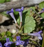 Glechoma hederacea. Цветки и лист (видна абаксиальная поверхность цветков и листочка). Восточный Казахстан, г. Усть-Каменогорск, правый берег р. Иртыш, обочина грунтовой дороги. 16.05.2018.