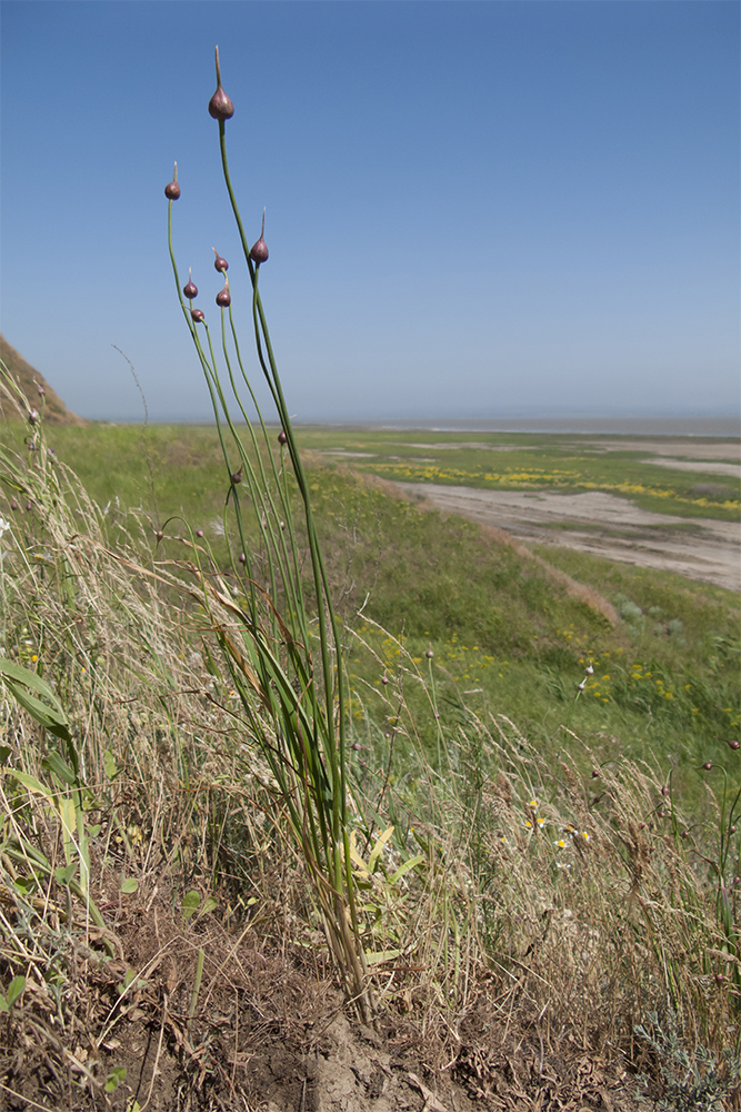 Image of Allium rotundum specimen.