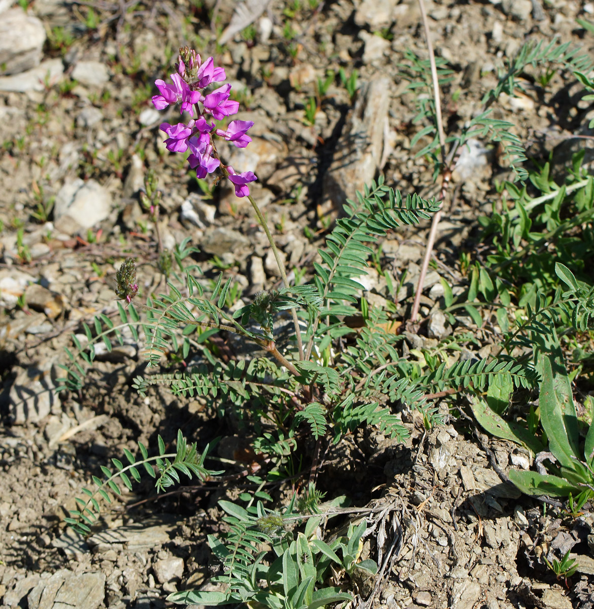 Изображение особи Oxytropis teres.