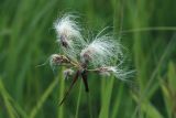 Eriophorum komarovii