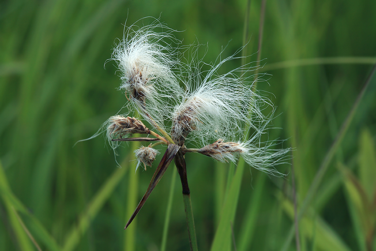 Image of Eriophorum komarovii specimen.
