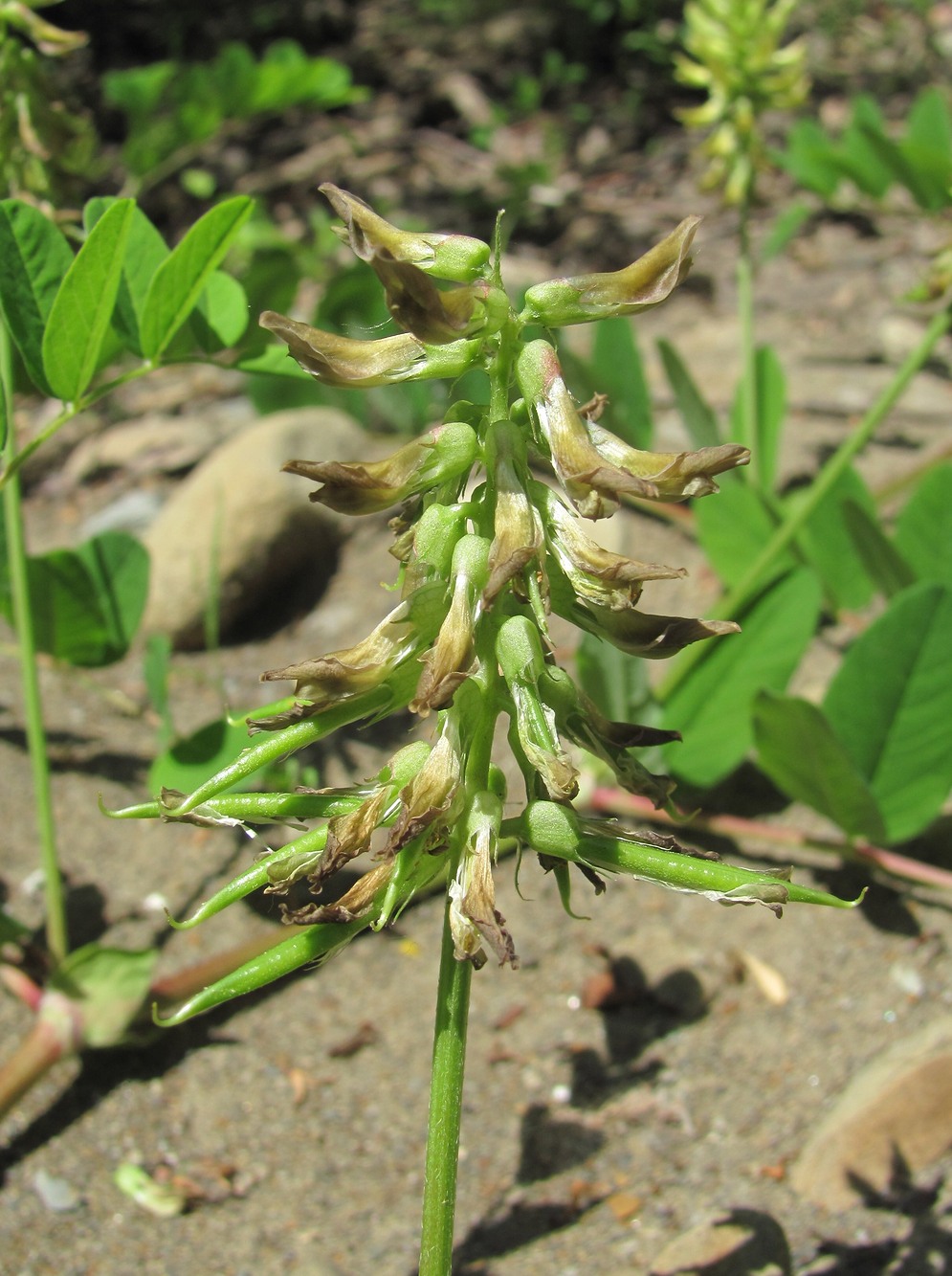 Image of Astragalus glycyphyllos specimen.
