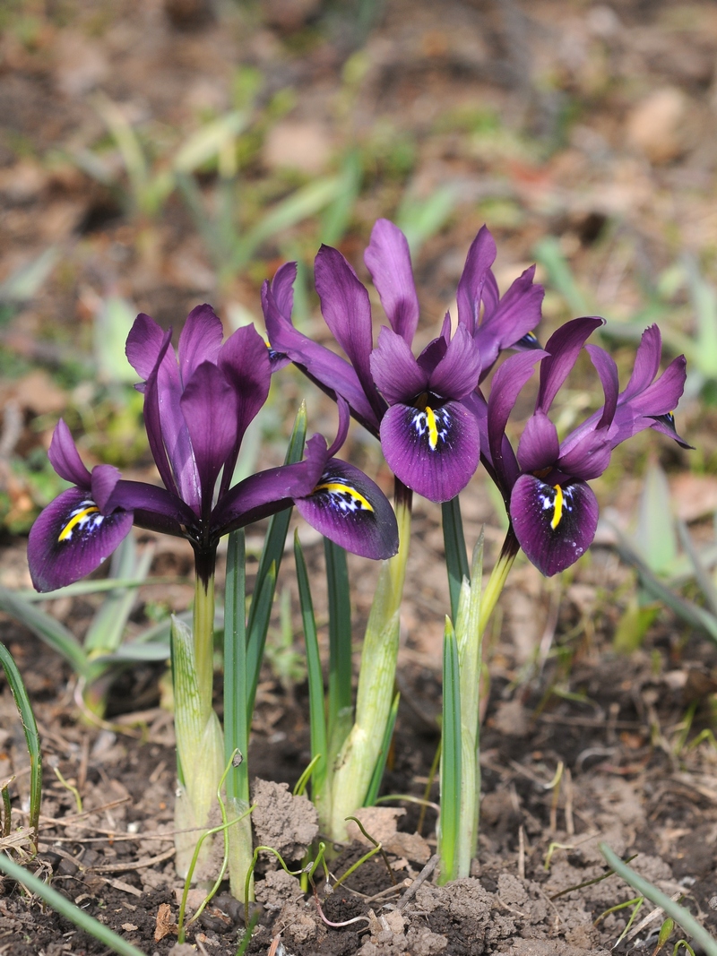 Изображение особи Iridodictyum reticulatum.