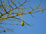 Ceiba speciosa
