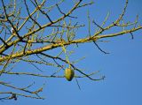 Ceiba speciosa. Часть ветви с незрелым плодом. Турция, Анталья, в культуре. 31.12.2018.