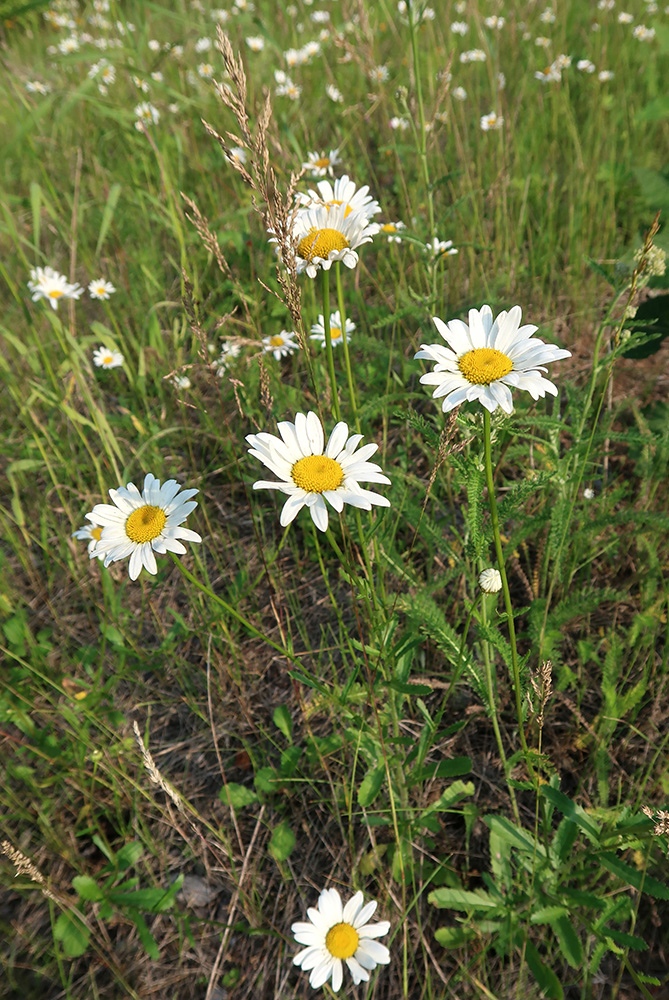 Изображение особи Leucanthemum ircutianum.