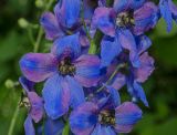 Delphinium &times; phoeniceum