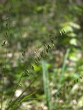 Melica picta
