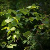 Betula lenta