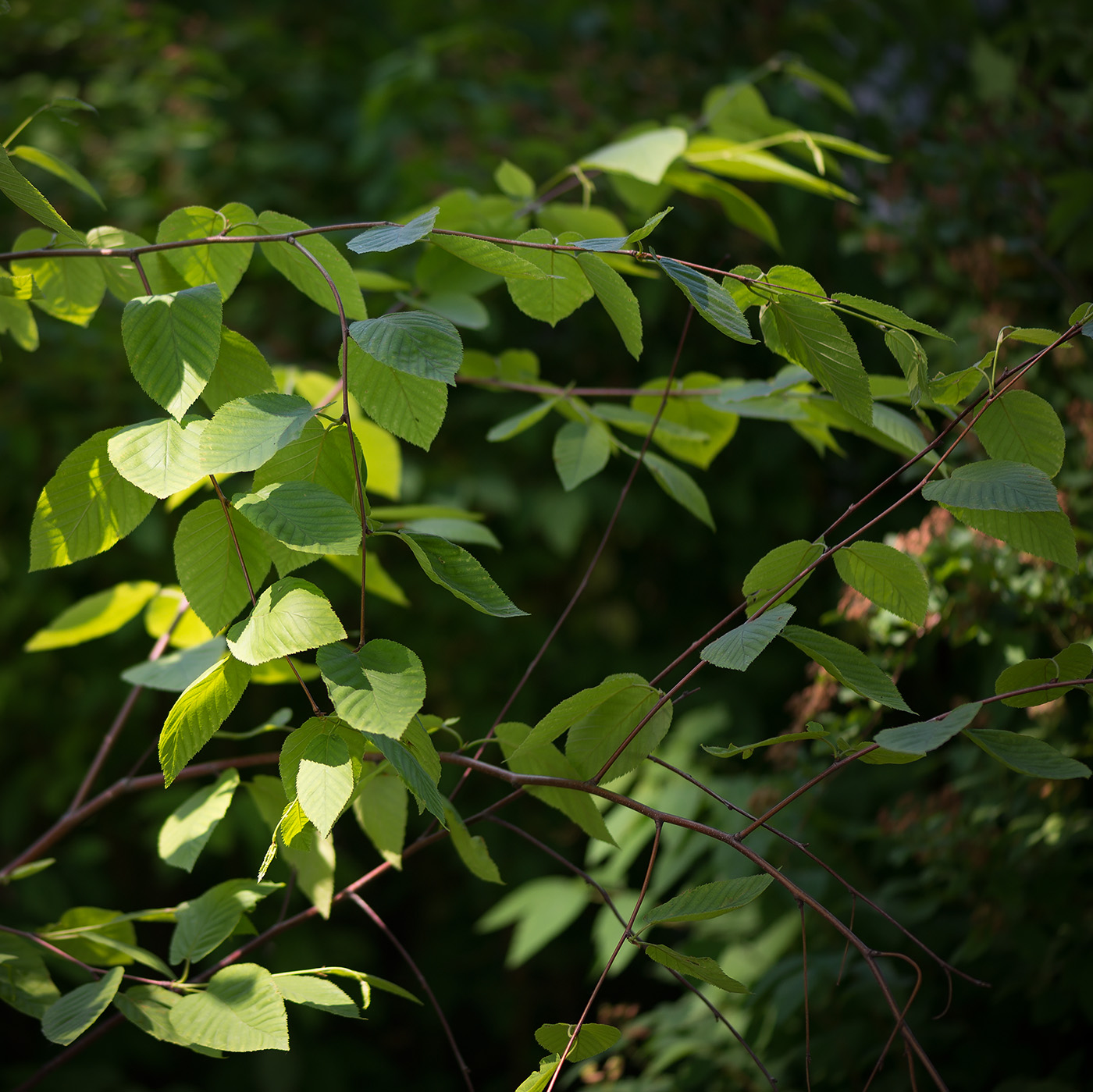 Image of Betula lenta specimen.