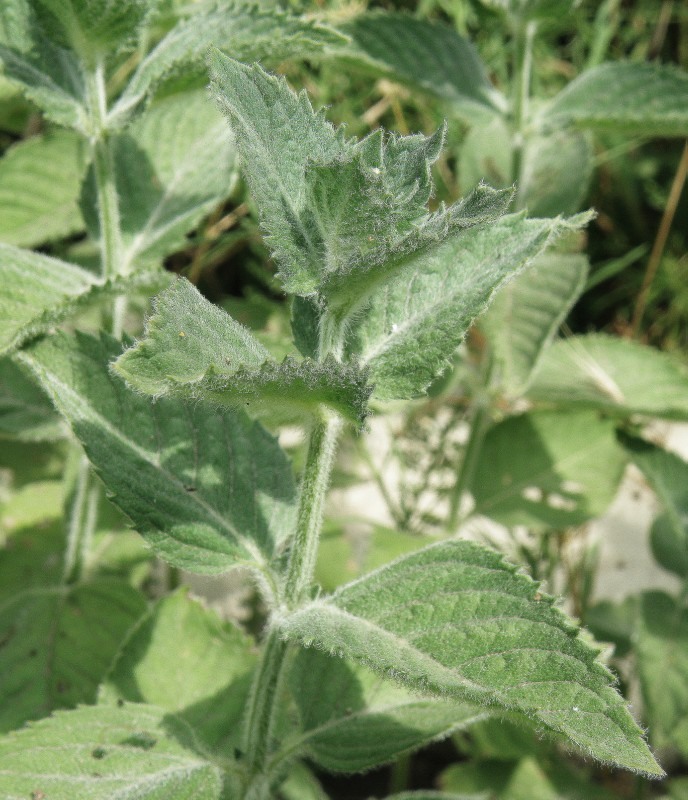 Image of Mentha &times; dalmatica specimen.