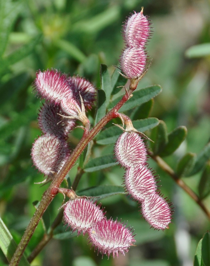 Image of Hedysarum spinosissimum specimen.