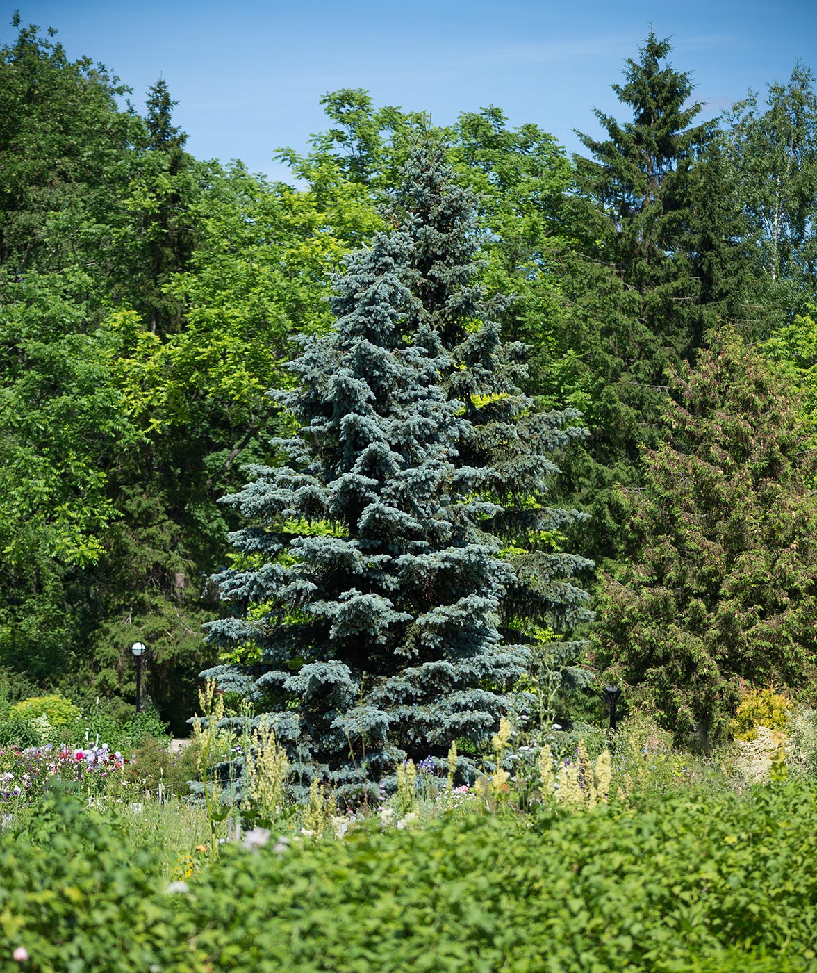 Image of Picea pungens f. glauca specimen.