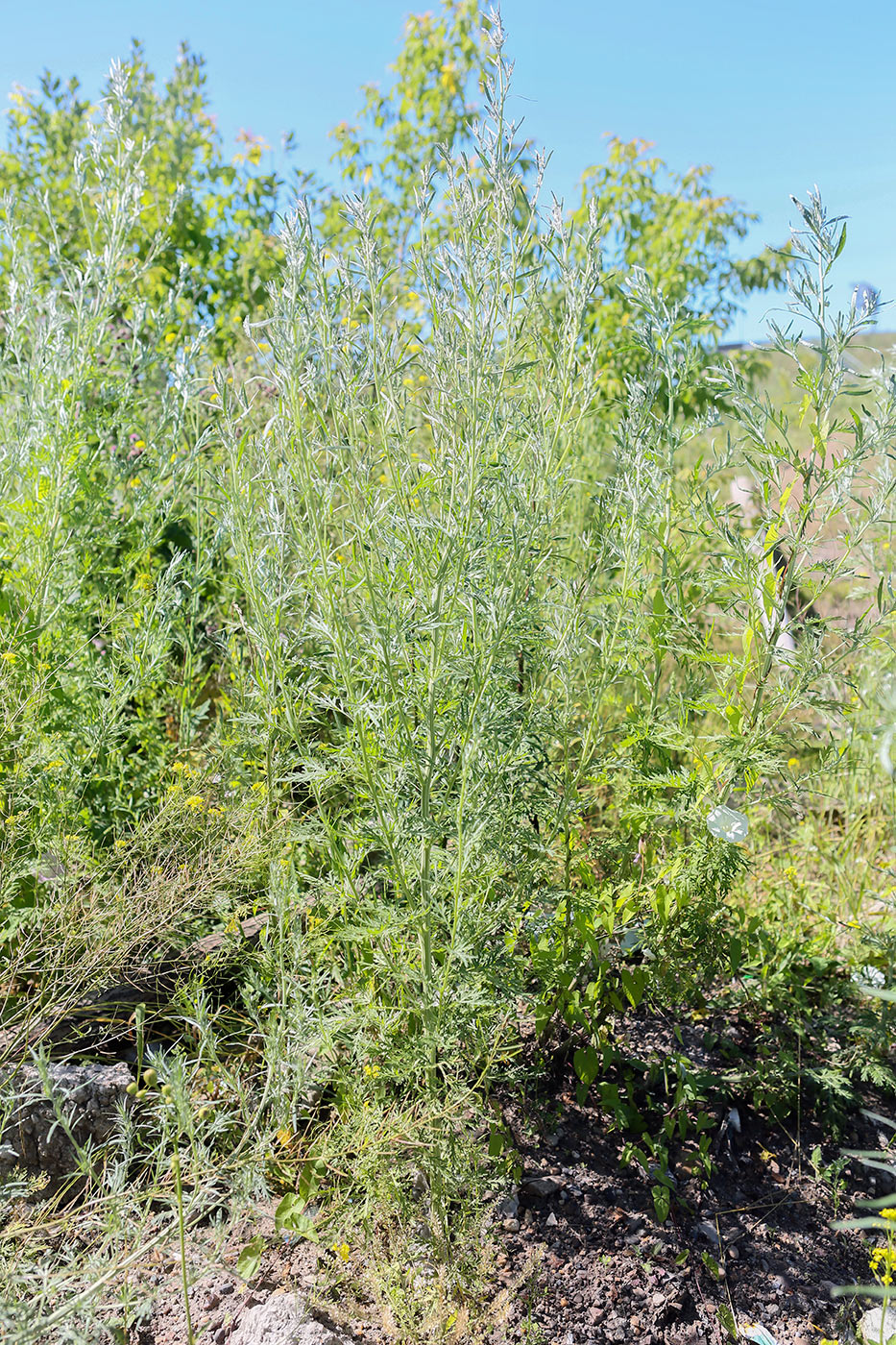 Image of Artemisia sieversiana specimen.