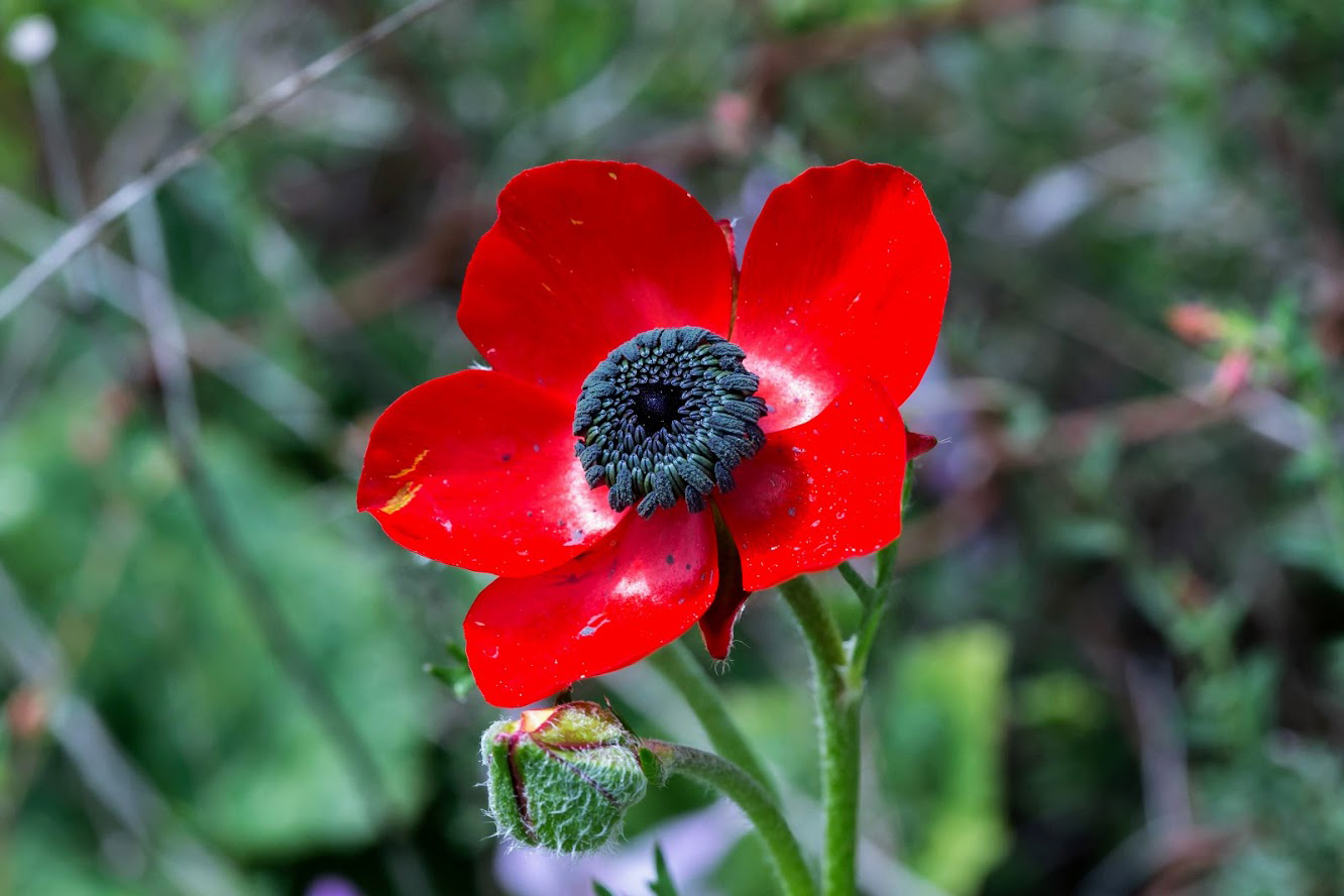 Изображение особи Ranunculus asiaticus.