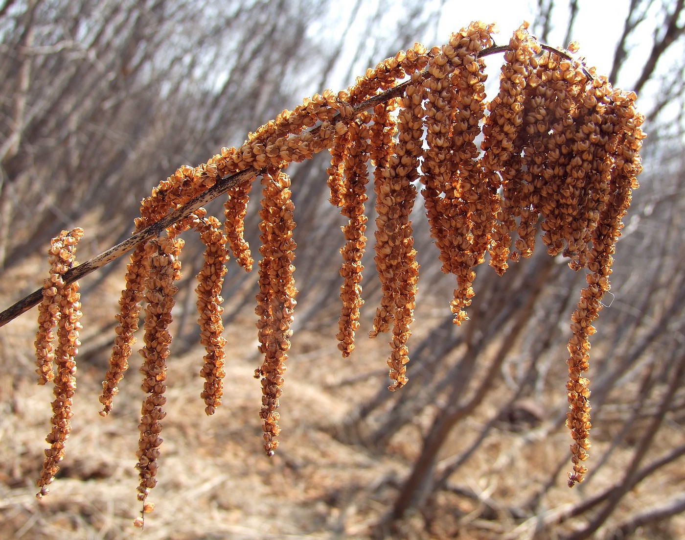 Изображение особи Aruncus dioicus.