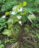 Jeffersonia diphylla