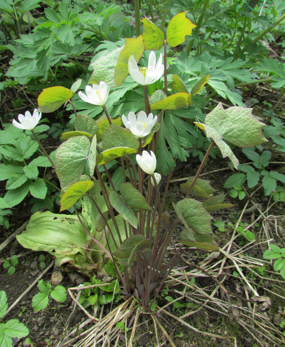 Image of Jeffersonia diphylla specimen.