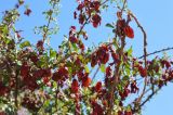 Terminalia prunioides. Верхушки ветвей с плодами. Намибия, горы Эронго, окр. горы Брандберг. 08.05.2019.