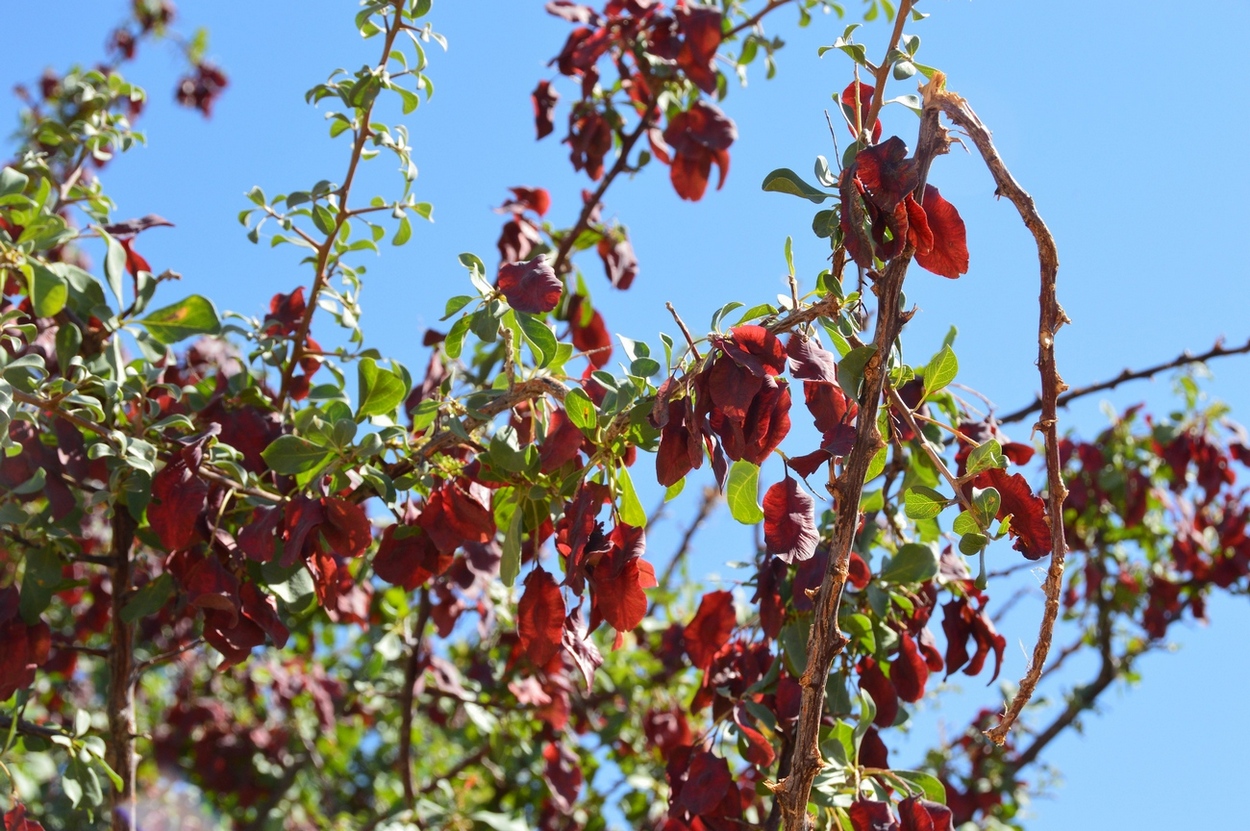 Изображение особи Terminalia prunioides.