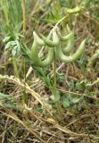 Astragalus hamosus. Плодоносящее растение. Крым, Симферопольский р-н, окр. с. Живописное, склон долины р. Чуюнча, степь. 24 мая 2019 г.