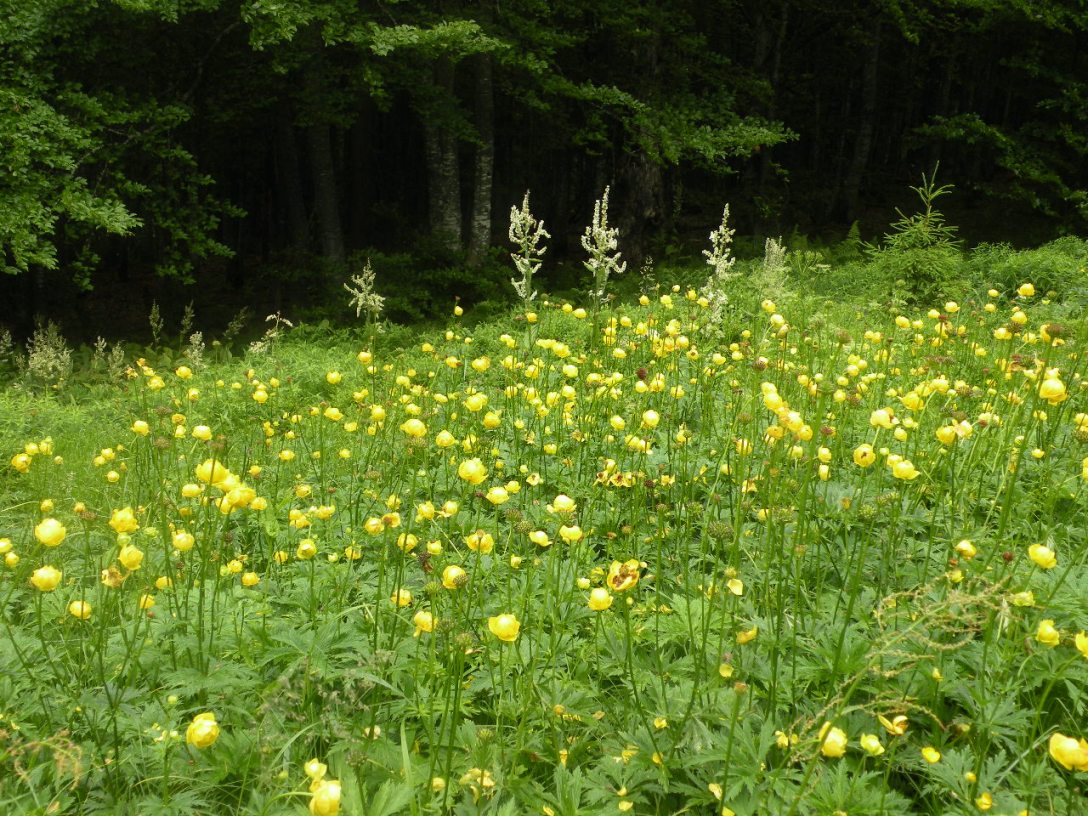 Изображение особи Trollius europaeus.