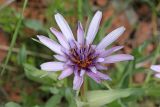 Tragopogon malikus
