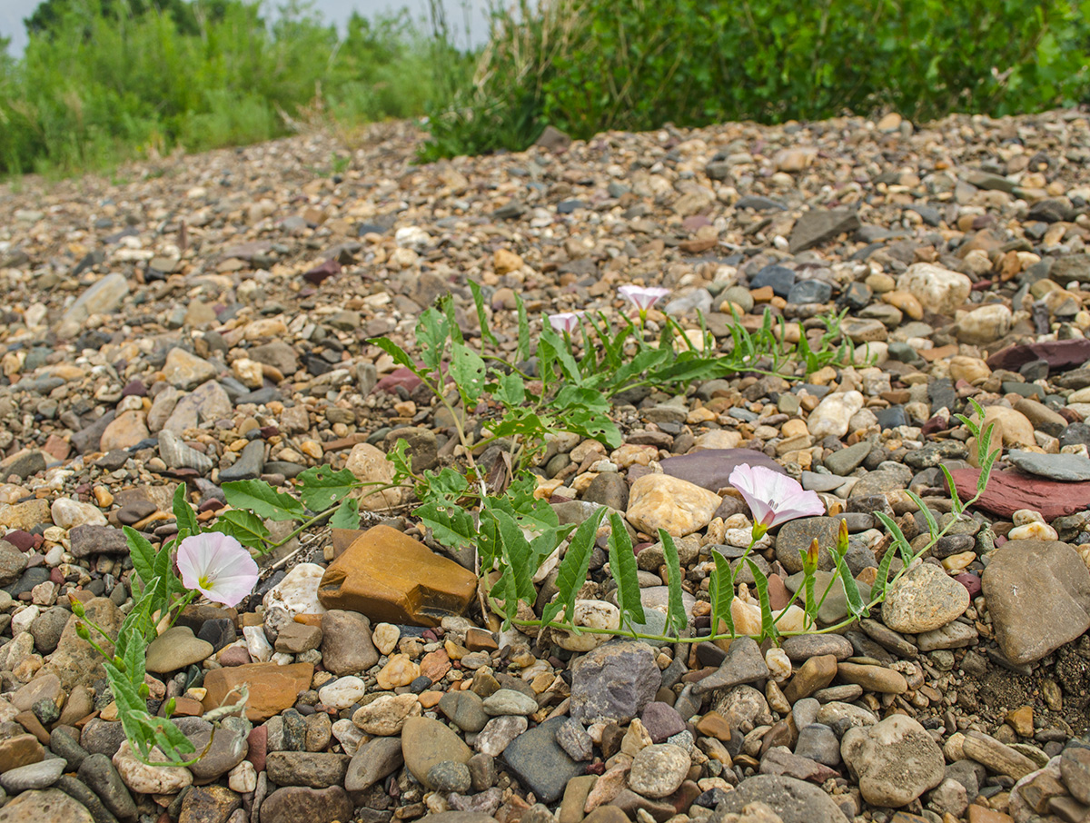 Изображение особи Convolvulus arvensis.