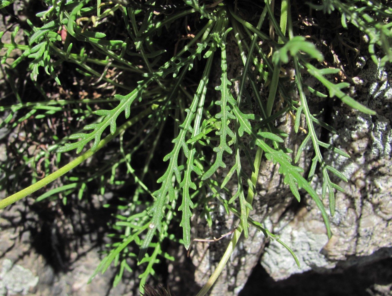 Изображение особи Jurinea coronopifolia.