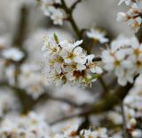 Prunus spinosa