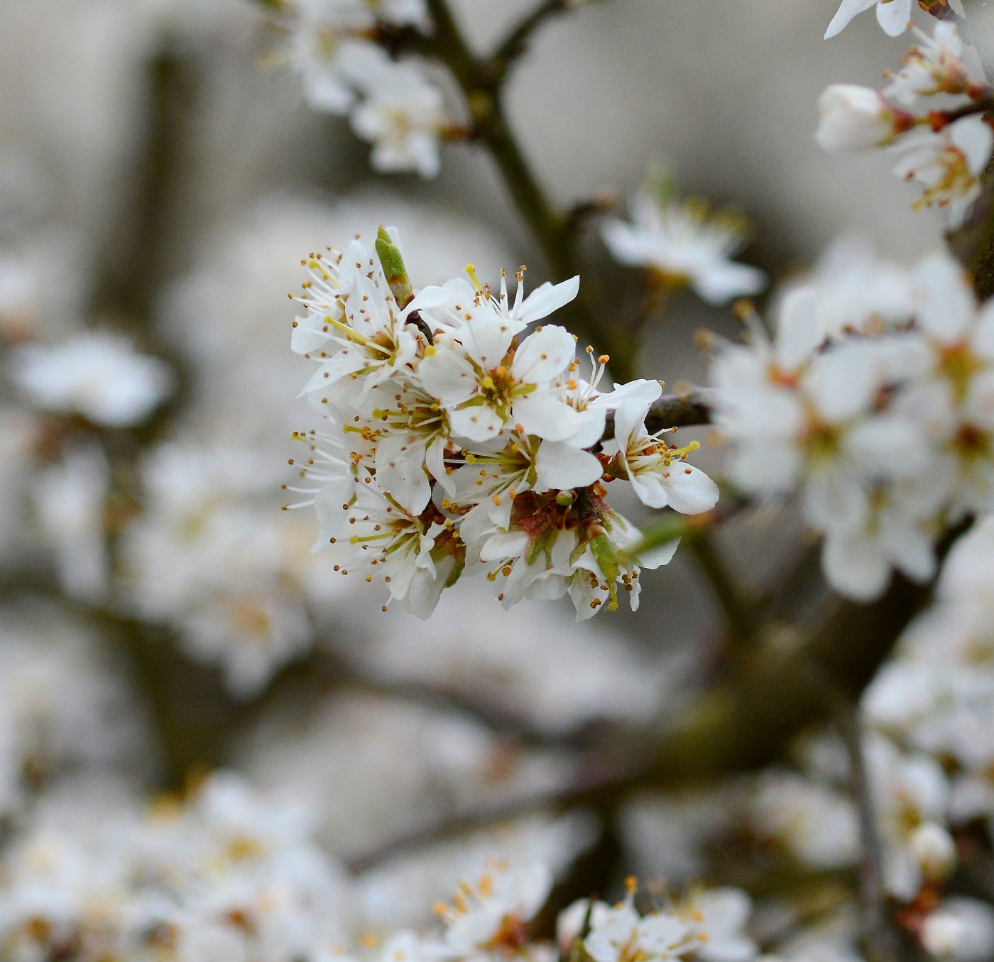 Изображение особи Prunus spinosa.