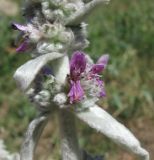 Stachys velata