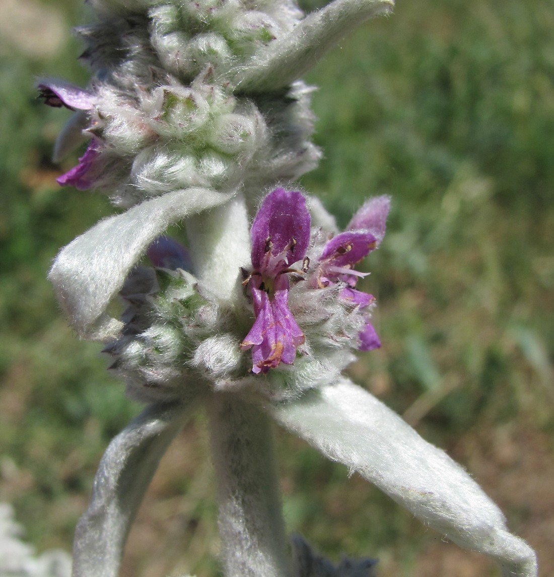 Image of Stachys cretica specimen.