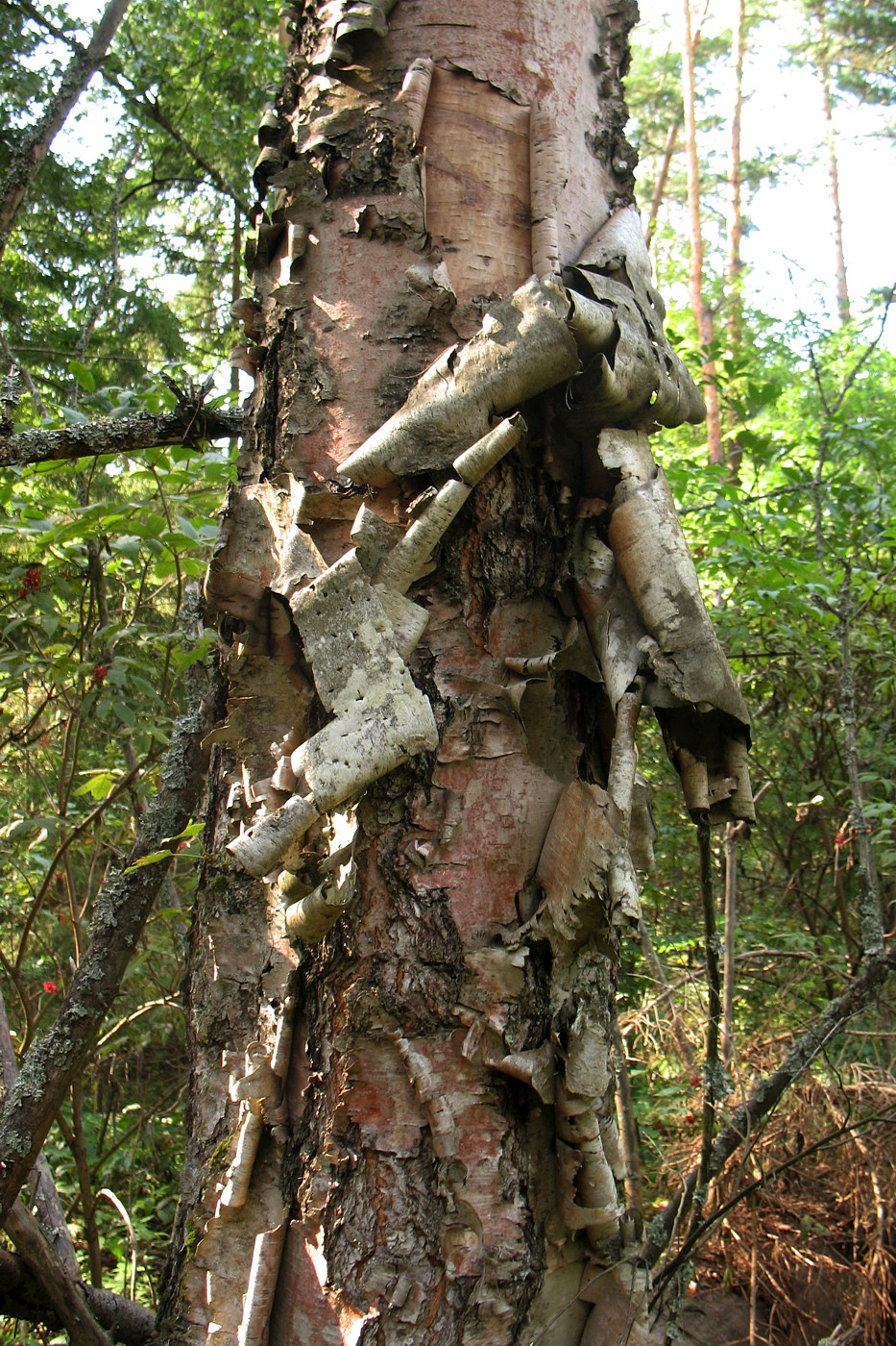 Image of genus Betula specimen.