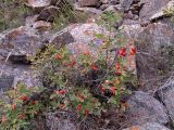 Rosa pulverulenta