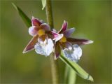 Epipactis palustris. Цветки. Ленинградская обл., Гатчинский р-н, окр. пос. Пудость, сыроватый разнотравный луг в понижении на месте заброшенного травертинового карьера. 29.06.2019.