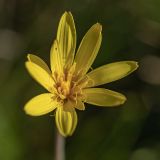 род Tragopogon. Соцветие. Кабардино-Балкария, Эльбрусский р-н, долина р. Сылтрансу, ≈ 2200 м н.у.м., субальпийский луг. 05.08.2019.