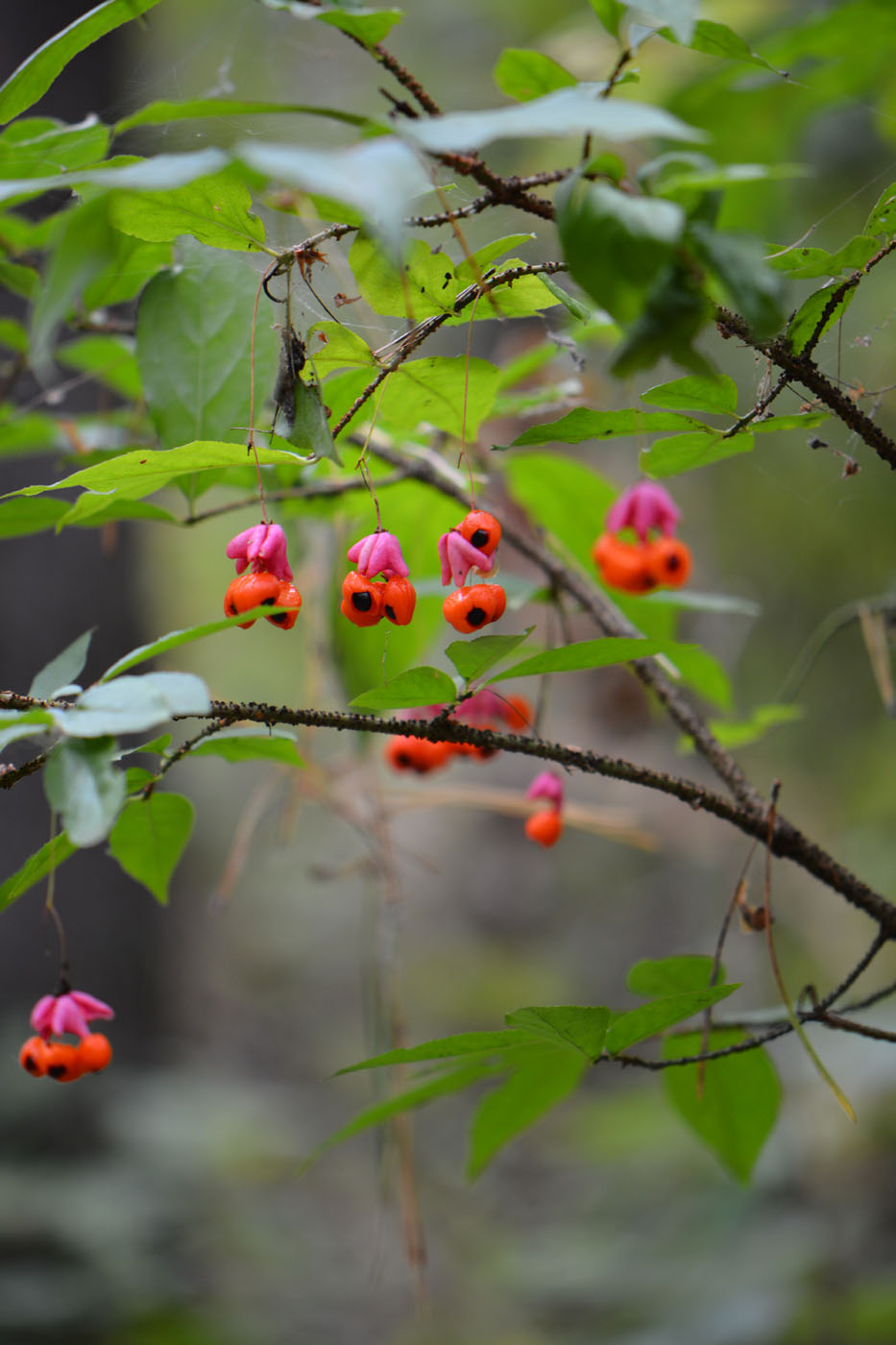 Изображение особи Euonymus verrucosus.