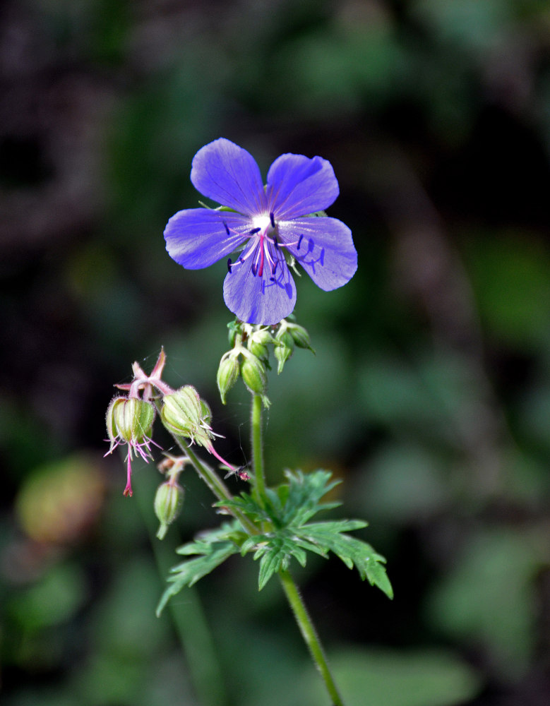 Image of Geranium pratense specimen.